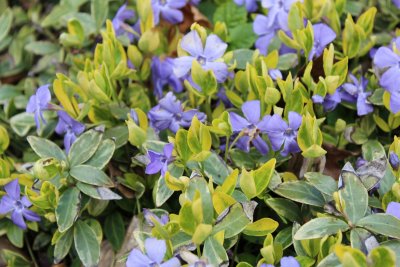 Vinca minor 'Variegata' - barvínek menší